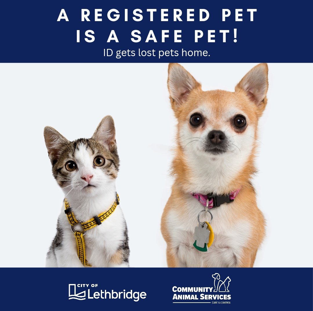 Pet licensing ensures we can quickly and safely reunite lost dogs and cats with their families. When pets have properly registered ID, they don't fill up the shelter.

#yql #lethbridge
