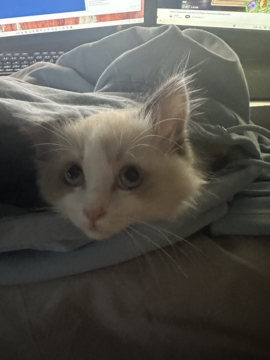 Just a little ragdoll, hiding next to me