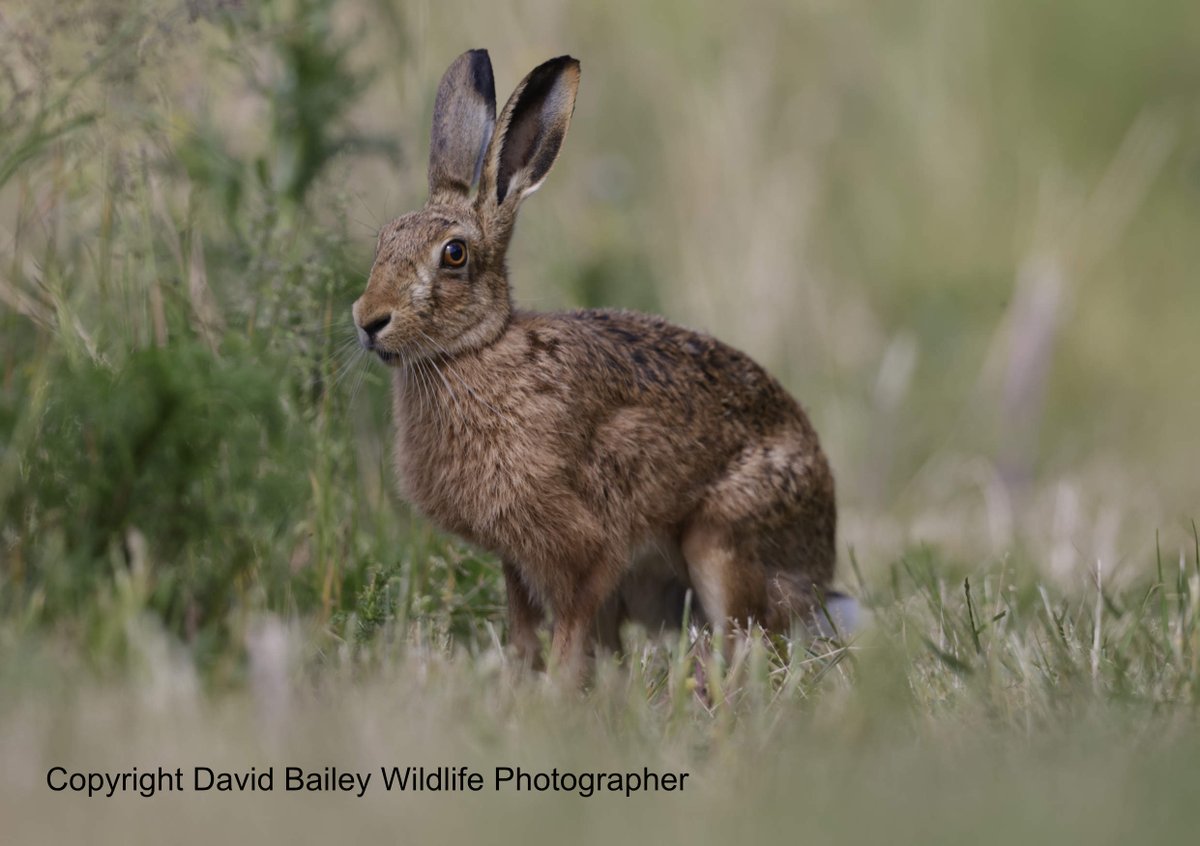 David Bailey (@davidbaileywild) on Twitter photo Hare I am! <a href="/rickygervais/">Ricky Gervais</a> <a href="/vickimichelle/">Vicki Michelle MBE π</a> <a href="/springmeister/">jenny seagrove πππ</a> <a href="/PeterEgan6/">Peter Egan</a> <a href="/Welshsquirrels/">Dr Craig Shuttleworth</a> <a href="/DrKathWalker/">Katharine Walker</a> <a href="/beaverafanc/">Welsh Beaver Project</a> <a href="/theAliceRoberts/">Prof Alice Robertsπ</a> <a href="/marcthevet/">Marc Abraham OBE</a> <a href="/DorsetWildlife/">Dorset Wildlife Trust</a> <a href="/CBTHunting/">Campaign to Ban Trophy Hunting</a> <a href="/ConservativeAWF/">Conservative Animal Welfare Foundation</a> <a href="/PinemartensUK/">Stuart Edmunds</a> <a href="/newsynicola/">Nicola Goodwin ποΈπΊππββοΈπ</a> <a href="/jon_pimm/">Jon Pimm</a> <a href="/TEC_Kimmeridge/">The Etches Collection</a> Hare I am! <a href="/rickygervais/">Ricky Gervais</a> <a href="/vickimichelle/">Vicki Michelle MBE π</a> <a href="/springmeister/">jenny seagrove πππ</a> <a href="/PeterEgan6/">Peter Egan</a> <a href="/Welshsquirrels/">Dr Craig Shuttleworth</a> <a href="/DrKathWalker/">Katharine Walker</a> <a href="/beaverafanc/">Welsh Beaver Project</a> <a href="/theAliceRoberts/">Prof Alice Robertsπ</a> <a href="/marcthevet/">Marc Abraham OBE</a> <a href="/DorsetWildlife/">Dorset Wildlife Trust</a> <a href="/CBTHunting/">Campaign to Ban Trophy Hunting</a> <a href="/ConservativeAWF/">Conservative Animal Welfare Foundation</a> <a href="/PinemartensUK/">Stuart Edmunds</a> <a href="/newsynicola/">Nicola Goodwin ποΈπΊππββοΈπ</a> <a href="/jon_pimm/">Jon Pimm</a> <a href="/TEC_Kimmeridge/">The Etches Collection</a>