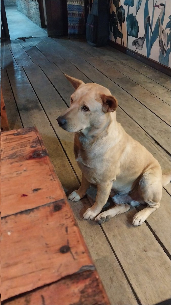 wikayo7's tweet image. Didatangi anjing ini, mukanya memelas kaya minta makan, rada takut tapi kasian+lucu 🫠