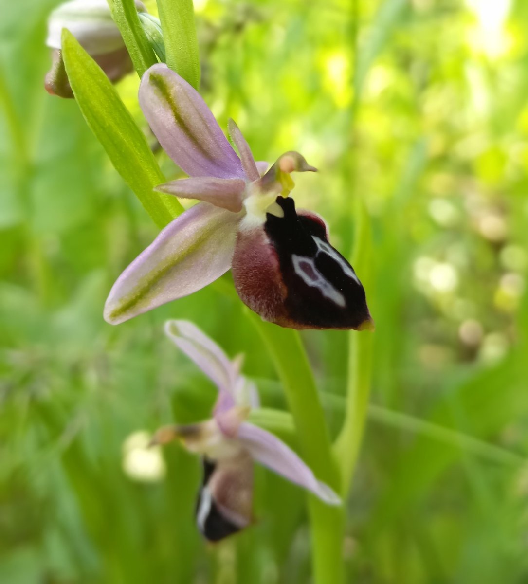 MukusNews's tweet photo. Türkiye’de de bazı bölgelerde doğal olarak yetişen, nadiren görülen ve koruma altında olup toplanması yasak olan Arı Orkidesi(Ophrys mammosa) Van Bahçesaray'da görüntülendi: https://t.co/YgZeScC3vd