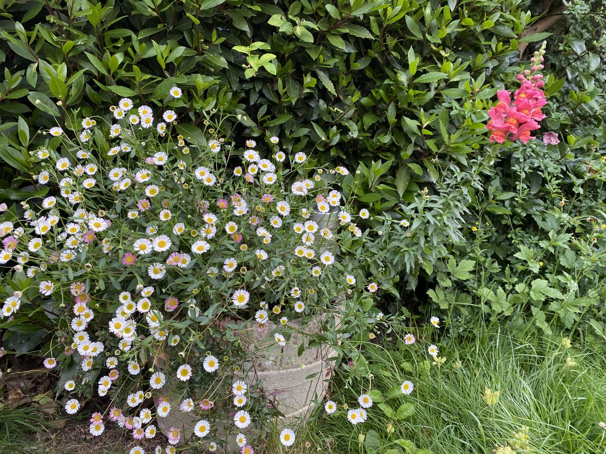 It's the late May Bank Holiday weekend, here are some late spring flowers from assorted locations - Enjoy.
