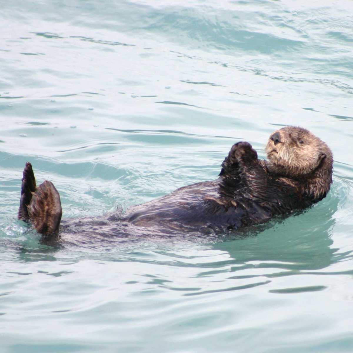 waterdocsff's tweet image. 🦦!!!

World Ocean Day is right around the corner and Canada has a unique spot in the conversation. We are well positioned to remain a world-leader in ocean protection.

Get the full picture in our latest blog post: waterdocs.ca/water-talk/202…