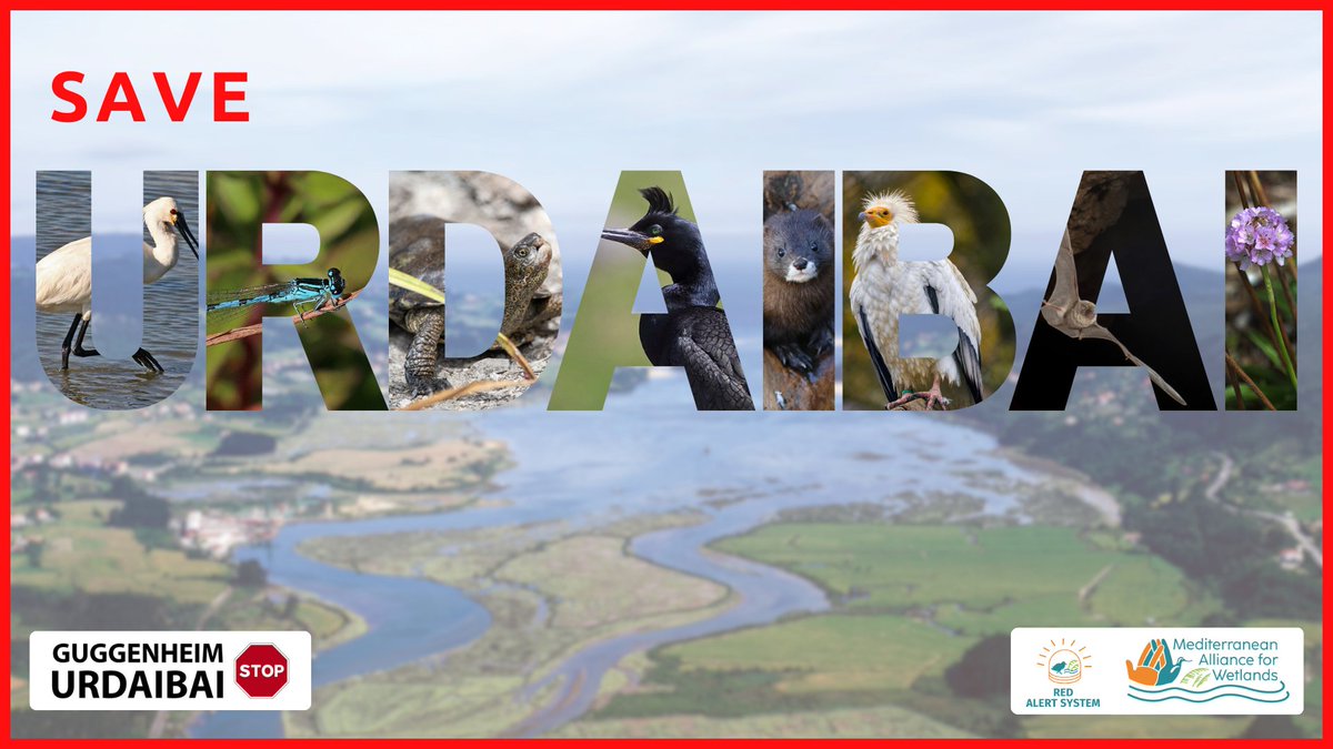 Hoy organizaciones de toda Europa hablan con una sola voz: Urdaibai debe ser protegido

El proyecto de ampliación de Guggenheim contradice los compromisos de conservación
Pone en riesgo la biodiversidad, la seguridad del agua y la integridad jurídica
#SaveUrdaibai <a href="/guggenurdaibai/">guggenheimurdaibaistop</a>