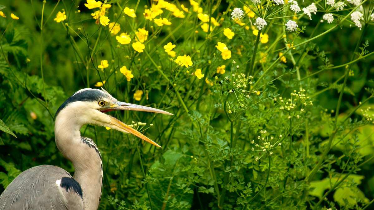 John Seymour (@johndseymour) on Twitter photo Grey Heron along the canal this afternoon #Berkhamsted #LifesBetterByWater <a href="/CanalRiverTrust/">Canal & River Trust</a> Grey Heron along the canal this afternoon #Berkhamsted #LifesBetterByWater <a href="/CanalRiverTrust/">Canal & River Trust</a>