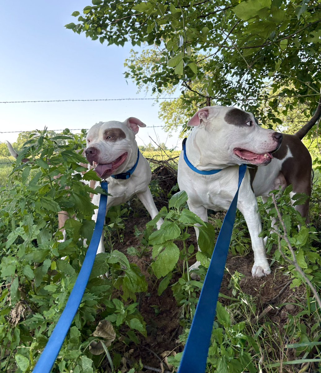 Getting both of them to look at the camera is nearly impossible! They got new collars and leashes🐶🐶💙🩵
