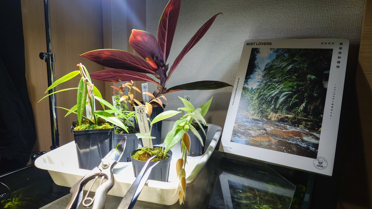 1周目の戦果はこちら 伊藤蟻植物農園さんから着生ツツジメインにずっと