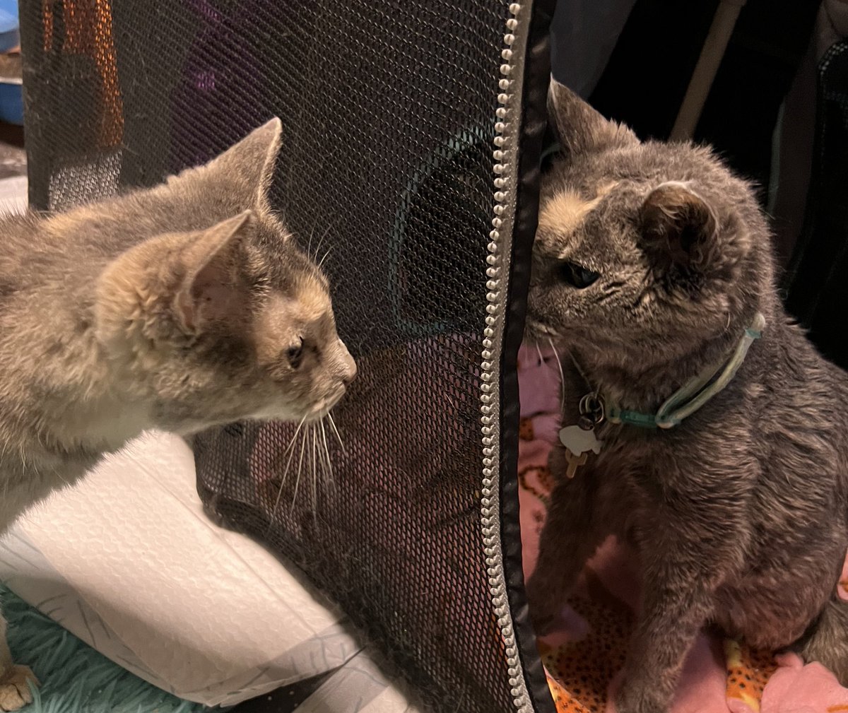 Morning takes
James Earl Jones - My Soup!
Shadow Lass - I thought the soup was mine.
Catherine O’Hara - Floor soup is for peasants. 
Kata Mara - why are the dogs so obsessed with soup?
Kubota - i eat soup.