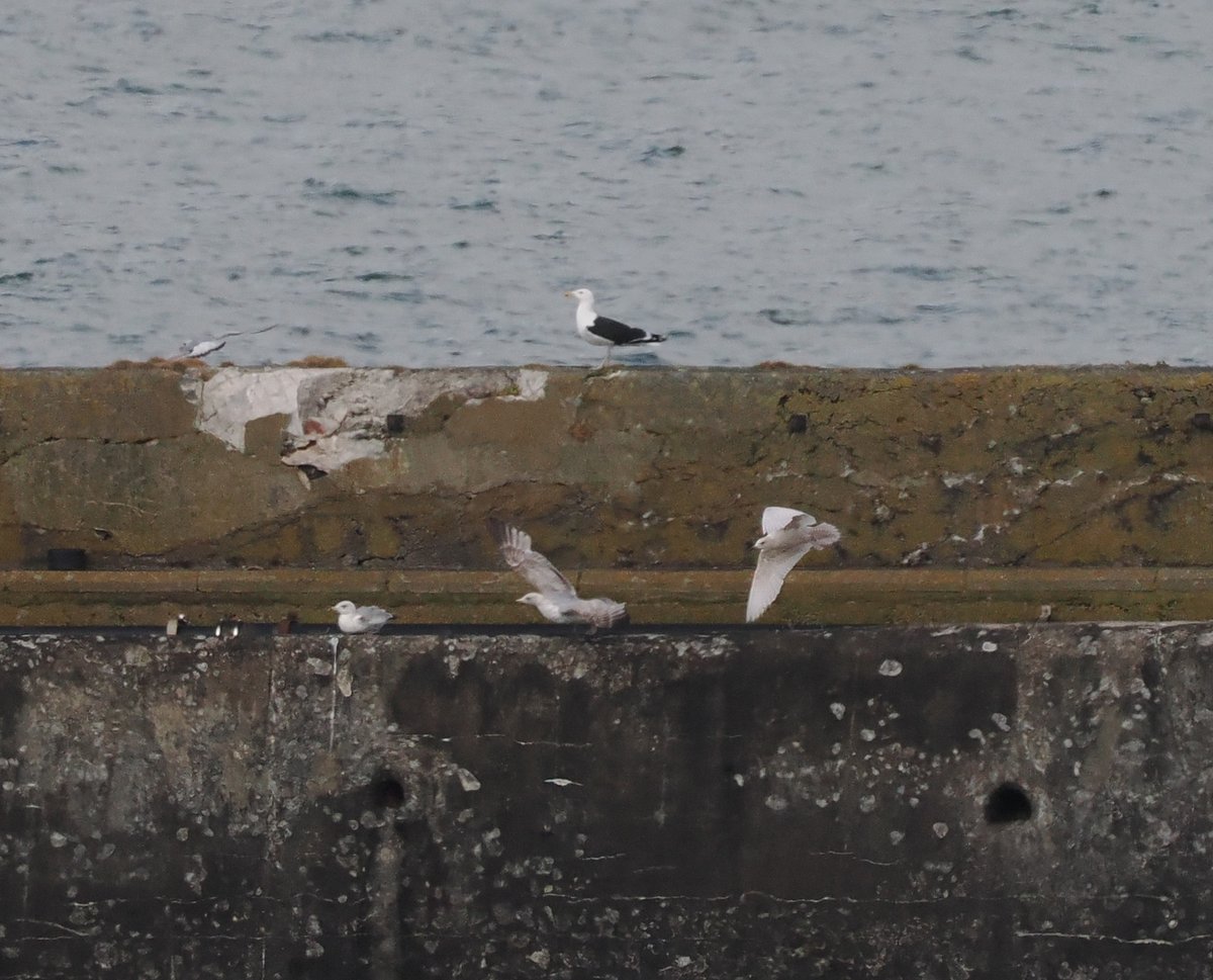 Andrew Whitehouse (@anthrobirder) on Twitter photo Both Glaucous and Iceland Gulls are still around at Girdle Ness, the former appearing for the first time in a couple of weeks. Both Glaucous and Iceland Gulls are still around at Girdle Ness, the former appearing for the first time in a couple of weeks.