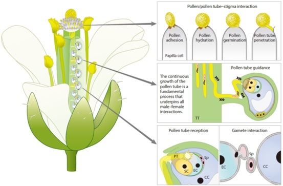 SLSPKU's tweet image. Prof. Li-Jia Qu&apos;s team published a review on Annual Review of Plant Biology which systematically summarize the key advances of female-male interactions in angiosperms and outline the future perspectives. #PKUResearch 
annualreviews.org/content/journa…