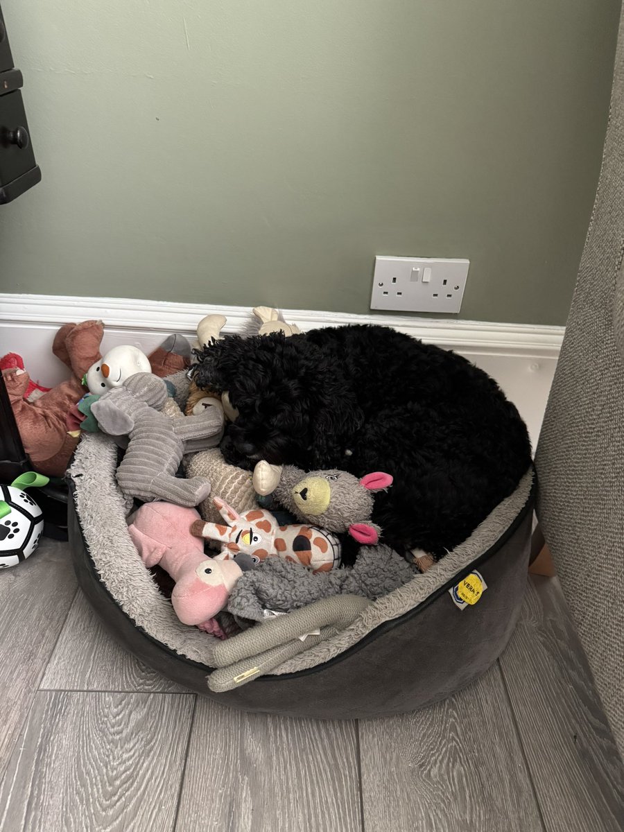 Vera_pooch's tweet image. I has come out the way as there is lots of shouting at the TV this afternoon….. ❤️🤍⚽️
#Vera🐶 
#DogsOnTwitter 
#TwinsiesOnTwitter
#Sunderland 
#Tilltheend
