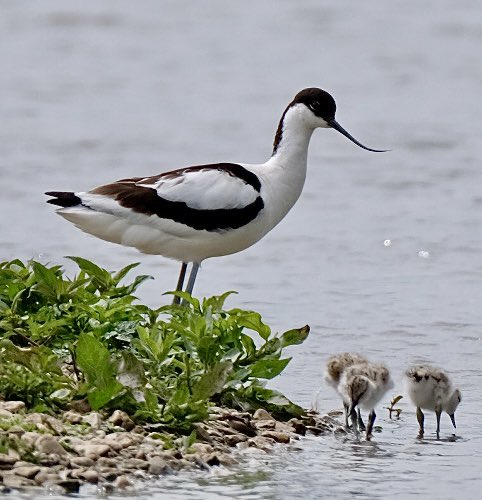 Heather England (@heather24623189) on Twitter photo Avocet and chicks on South lake today <a href="/slimbridge_wild/">Slimbridge Sightings</a> . So vulnerable the adults constantly on watch protecting them from being predated.. #GlosBirds Avocet and chicks on South lake today <a href="/slimbridge_wild/">Slimbridge Sightings</a> . So vulnerable the adults constantly on watch protecting them from being predated.. #GlosBirds