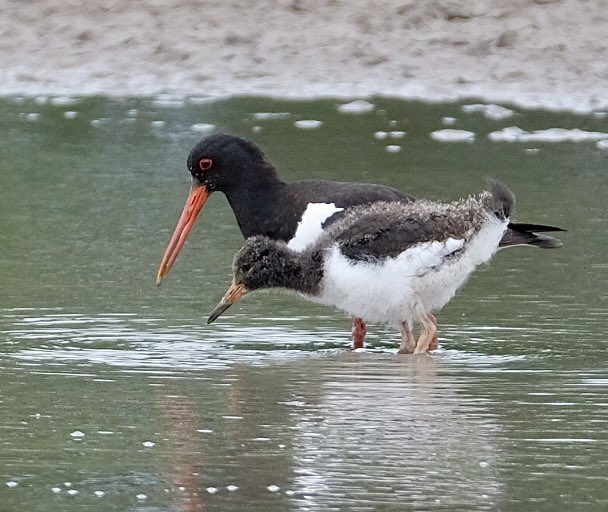 Heather England (@heather24623189) on Twitter photo Oystercatcher and growing offspring from the Hogarth hide <a href="/slimbridge_wild/">Slimbridge Sightings</a> today.. what a bundle of fluff #GlosBirds Oystercatcher and growing offspring from the Hogarth hide <a href="/slimbridge_wild/">Slimbridge Sightings</a> today.. what a bundle of fluff #GlosBirds