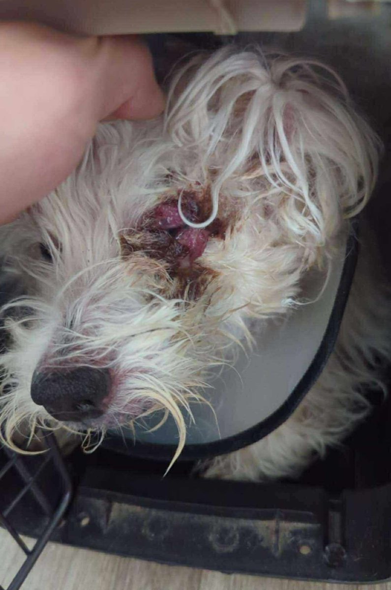 #Edmonton #YEG we need you, Tucker needs you. 

🚨Graphic Image ahead🚨

We’ve only been open in Edmonton a few short weeks, and the need in our community is overwhelming. Tucker’s case is just one of many, but right now, he is our most urgent.

His eye is severely injured,