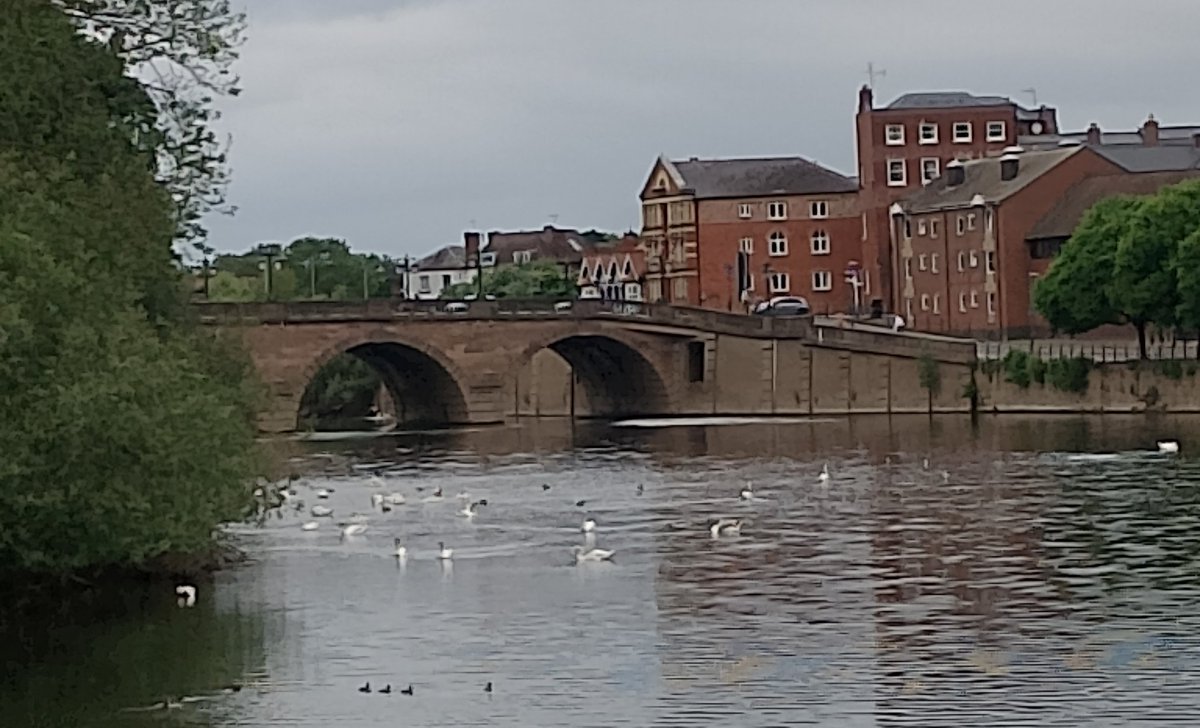 Swans on the river Severn