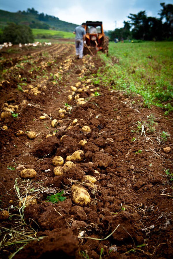 ⚠️Rabhadh do na feirmeoirí⚠️

Tá baol ann go dtiocfaidh dúchan  ar na fátaí in áiteanna  mar gheall ar an aimsir atá againn faoi láthair 🥔🥔🥔