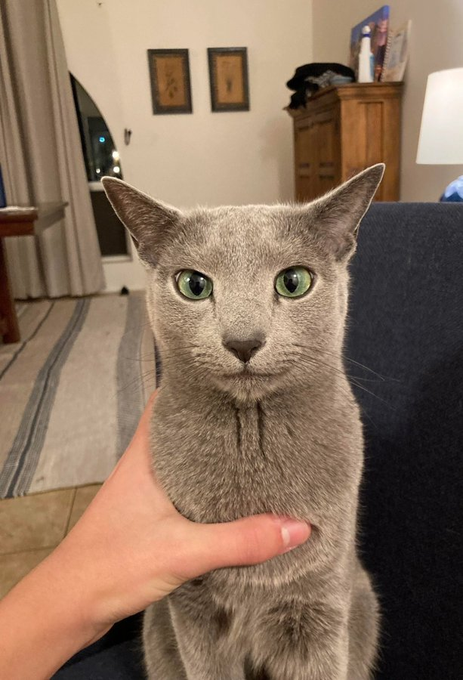 las personas con los ojos verdes cuando les hablas