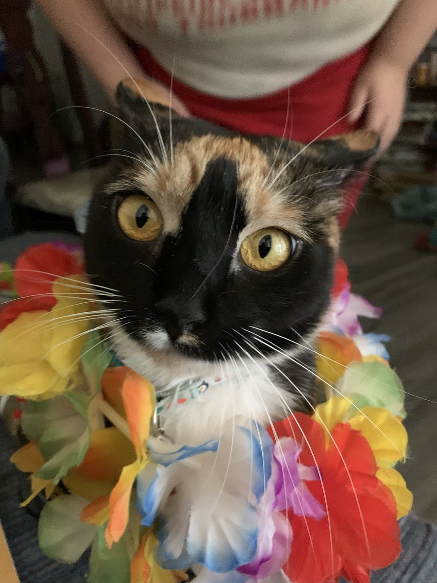 Happy Caturday our beautiful peeps. 
❤️ Roo