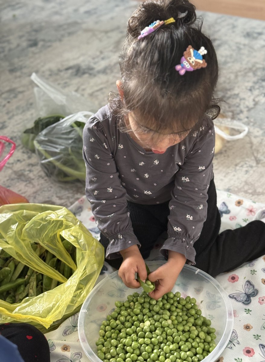 Daha dün bezelye kadardı bugün kendine bezelye ayıklıyor