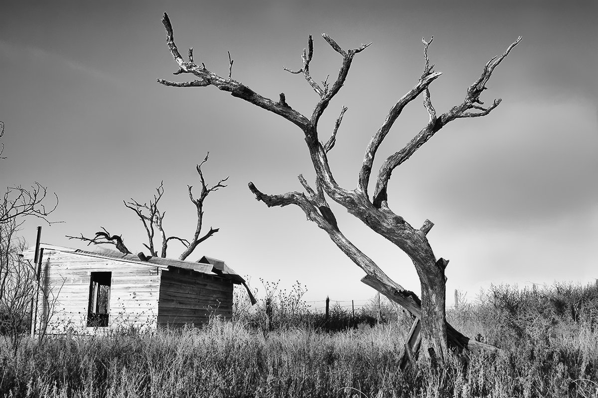 Traces of Texas (@tracesoftexas) on Twitter photo The Texas Quote of the Day is MAGNIFICENT:
"Going West, through Texas, you leave Fort Worth and come out suddenly onto a rolling, bare-hilled country that stretches away on every side.  Without warning you have been set adrift on a billowy ocean of land.
Behind you are pine The Texas Quote of the Day is MAGNIFICENT:
"Going West, through Texas, you leave Fort Worth and come out suddenly onto a rolling, bare-hilled country that stretches away on every side.  Without warning you have been set adrift on a billowy ocean of land.
Behind you are pine