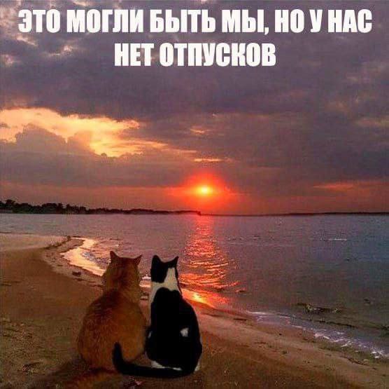 cats, i love cats (@catsilcats) on Twitter photo 