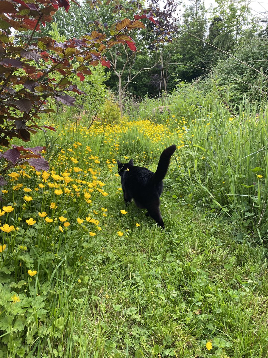Cat on the way to see if he likes butter….