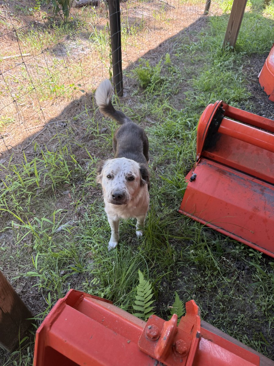 MergoPatMD's tweet photo. Looking to find a home for this dog that someone may have dropped off at our rural property in Jasper FL https://t.co/uvaMORIdbb