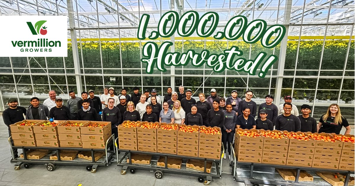 Celebrating our first ONE MILLION KG harvest of fresh ripe tomatoes for the year! 🍅 We couldn't have done it without our wonderful team!