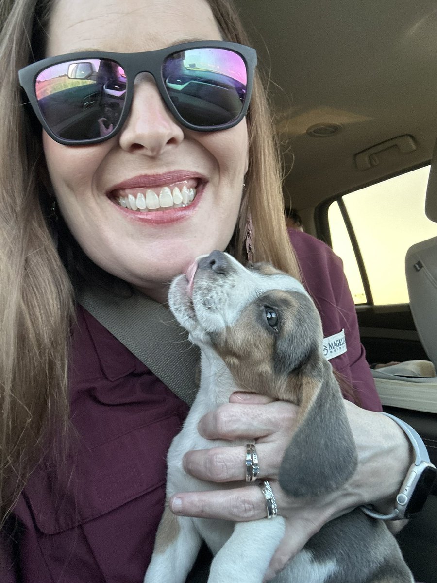 Picked up our newest addition to the Brast family yesterday evening, Lacy Lou! We absolutely adore this sweet girl! 🐶🐾🦴💙🩵 #bluebeagle #akcregistered #LacyLouBlueBeagle #beaglepuppy