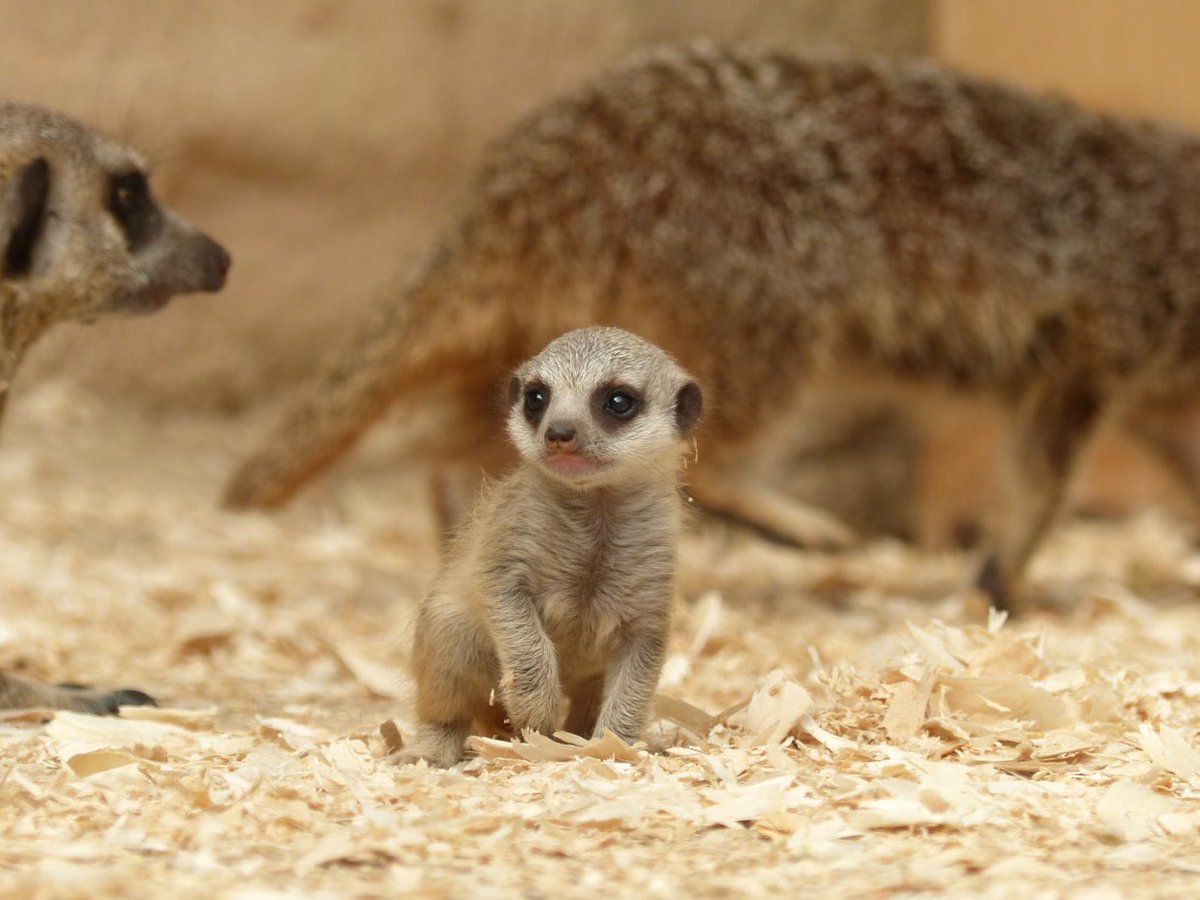 #TropicalWorld Welcomes Two Surprise Meerkat Babies. Last month, eleven-year-old meerkat Soya Bean gave birth to two pups, much to the excitement of keepers at the Leeds zoo attraction leedsstar.app/t/tropical-wor… #LeedsForum #LeedsStarApp #Leeds