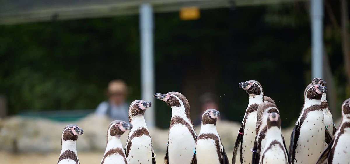Free and Low-Cost Things to Do in #Leeds. Looking for fun on a budget this May half term? From playful gnome hunts to hands-on heritage festivals, we’ve rounded up some of the best free and low-cost family activities happening across Leeds leedsstar.app/t/free-and-low… #LeedsForum