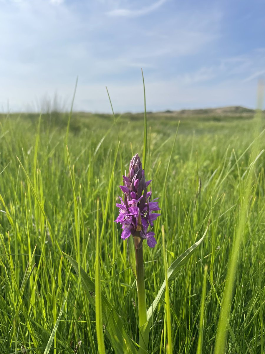 My first orchid of the season, giving a sense of hope in the realisation that the natural world still has a wonderful ability to show us so much