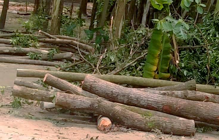 মাদারগঞ্জে জোরপূর্বক জমি দখল গাছ কর্তন ও মাটি ভরাটের অভিযোগ