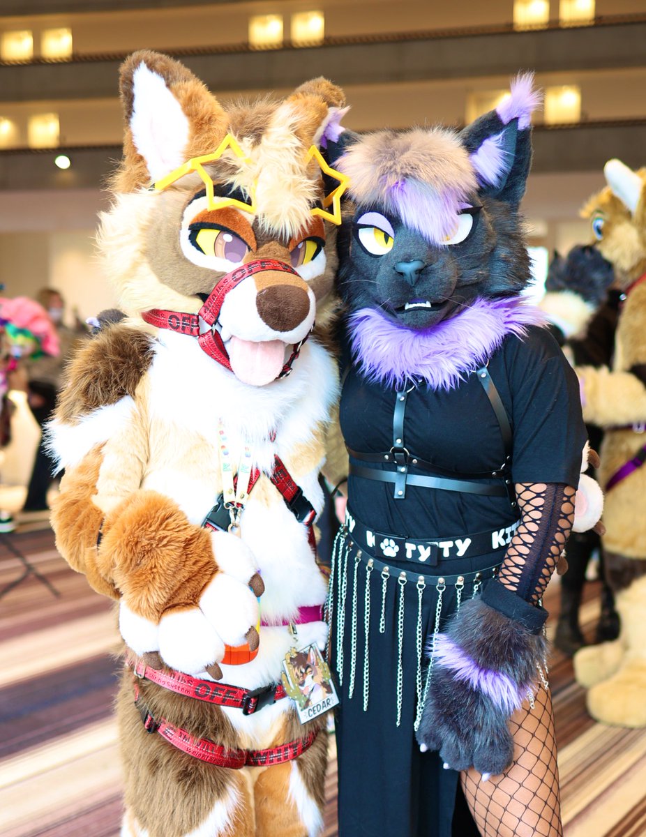 I was able to meet this adorable Yote at FWA. 😸💕💕