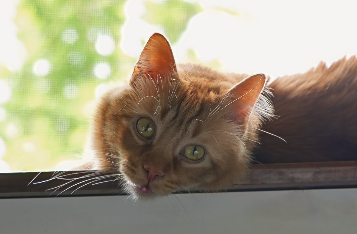 Chapy1111's tweet image. Happy #Caturday everyone!