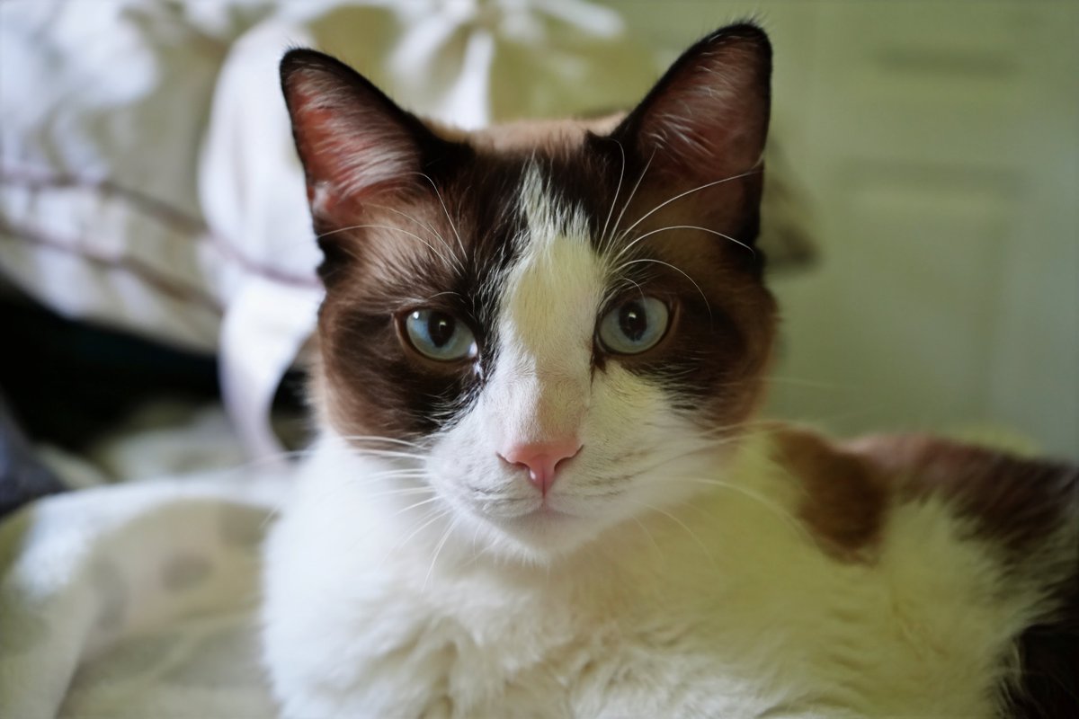 Chapy1111's tweet image. Happy #Caturday everyone!