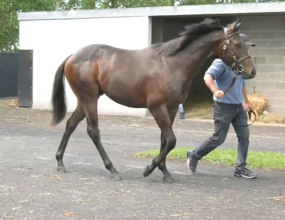 CrossStables (@crossstables) on Twitter photo Great to see James's Delight winning his first Group 2 race at the Curragh today. Consigned by <a href="/CrossStables/">CrossStables</a> as a yearling <a href="/Goffs1866/">Goffs</a>
Bought from <a href="/NewtownStud/">Newtown Stud</a> & sold to <a href="/annarossKRB/">anna ross</a>
Congrats to all connections 🎉 Great to see James's Delight winning his first Group 2 race at the Curragh today. Consigned by <a href="/CrossStables/">CrossStables</a> as a yearling <a href="/Goffs1866/">Goffs</a>
Bought from <a href="/NewtownStud/">Newtown Stud</a> & sold to <a href="/annarossKRB/">anna ross</a>
Congrats to all connections 🎉