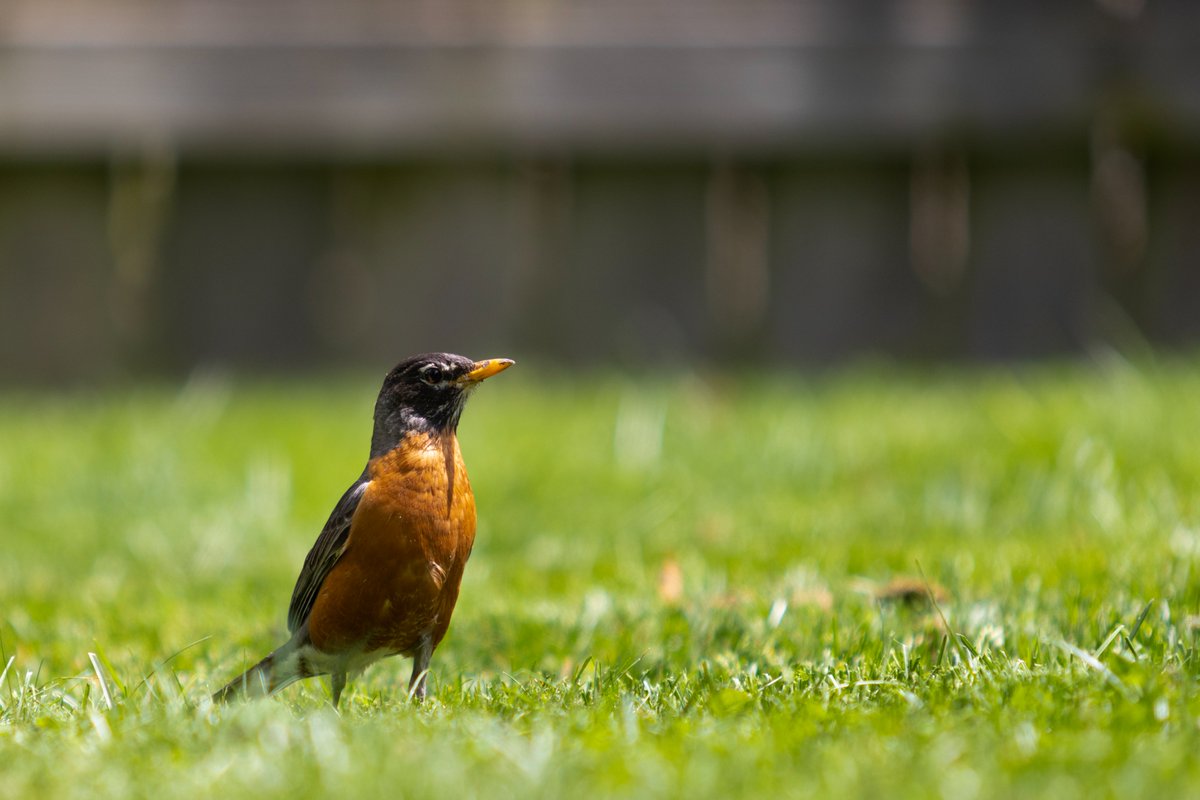 Pat Misur tweet media