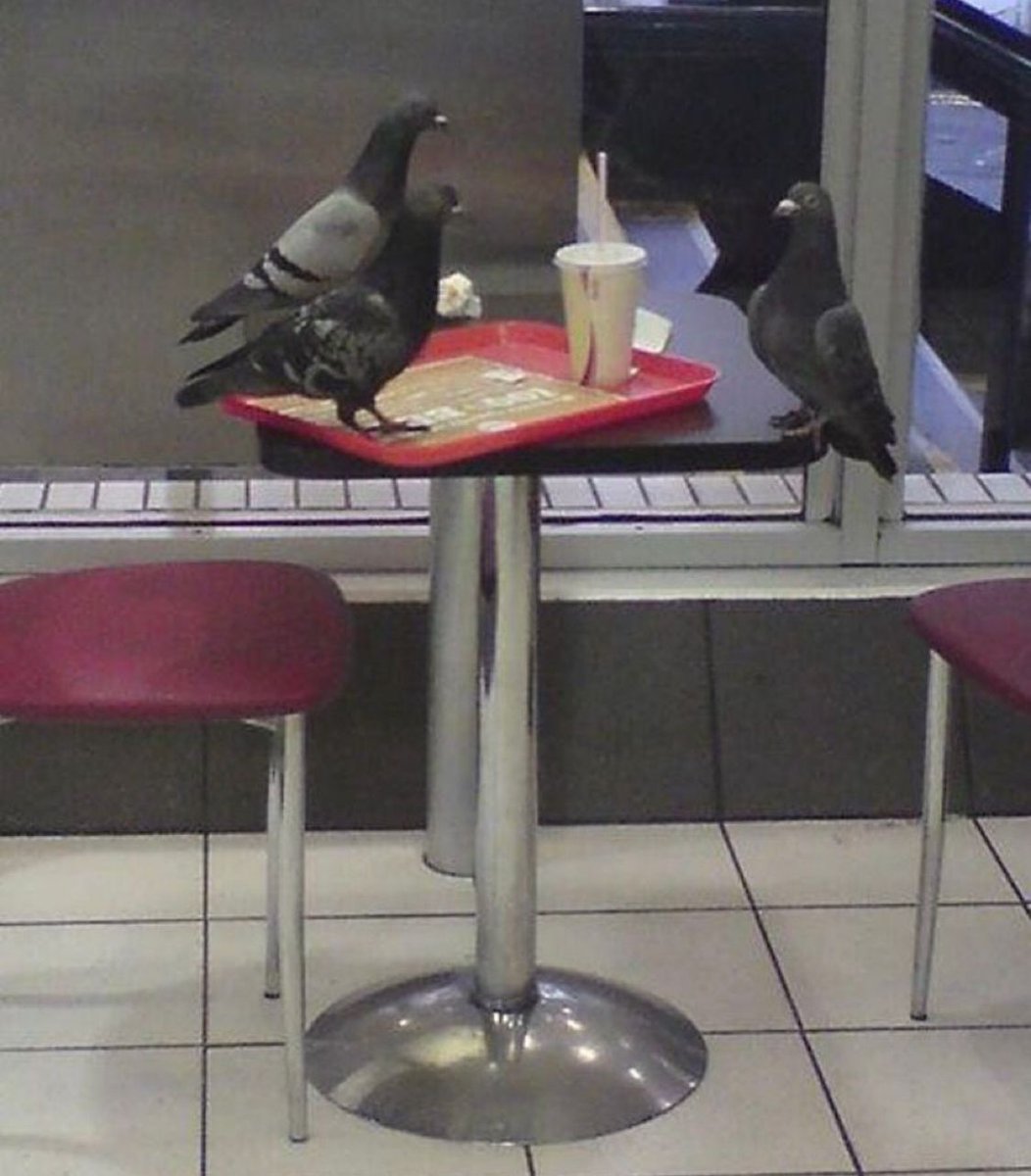 Out of Context Birds (@contextbirds) on Twitter photo 