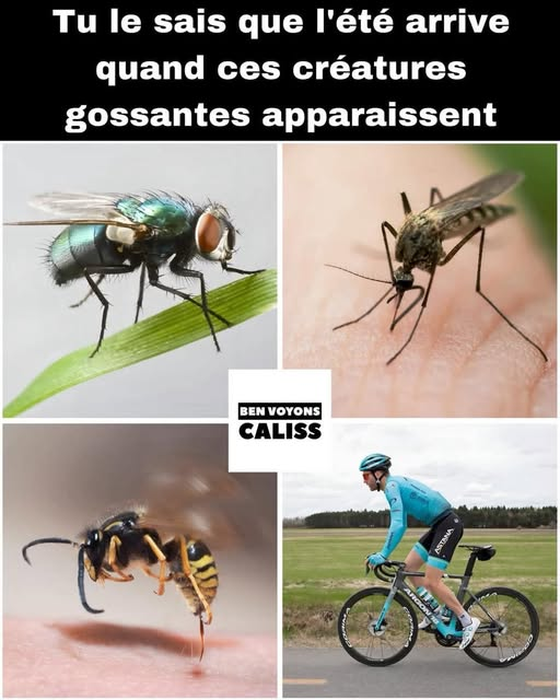 #MakeCanadaGreatAgain-Sorry to offend Poilievre (@jimmymenard2) on Twitter photo 