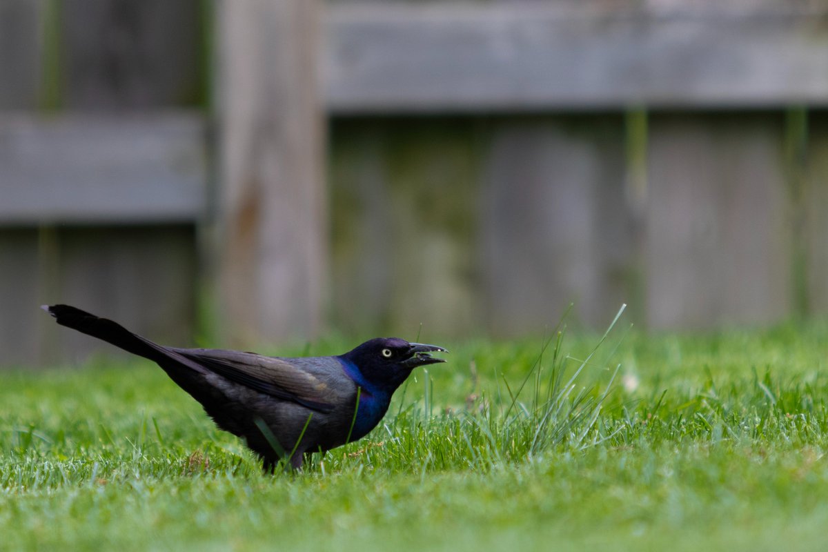 Pat Misur tweet media