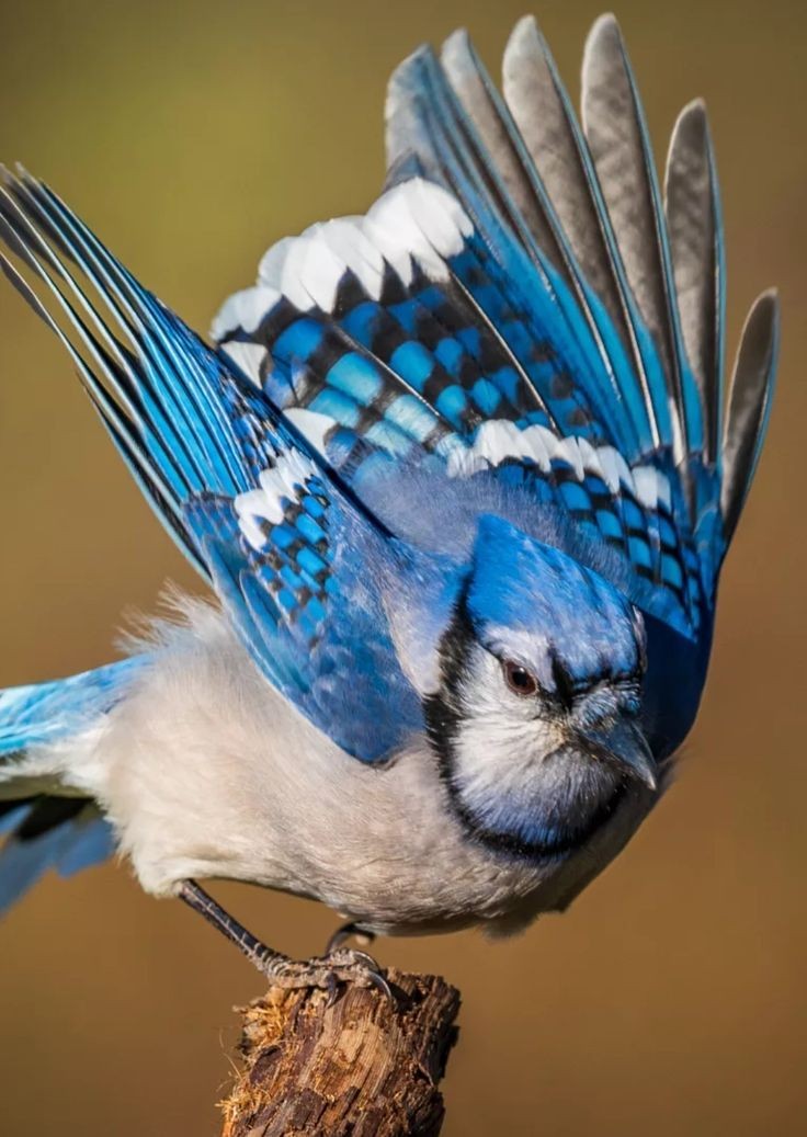 Wildlife Wonders (@life_wild21208) on Twitter photo 