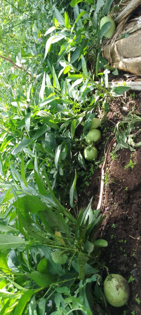 WICCA is part Agroecology team
AEF, INADES, MBOSCUDA, ANOCC 2D

The National Alliance of Organizations on Climate Change and Sustainable Development NAOCC SD/ANOCC 2D is for climate-resilience

Promote sustainable agriculture to generate income. Loby for government integration