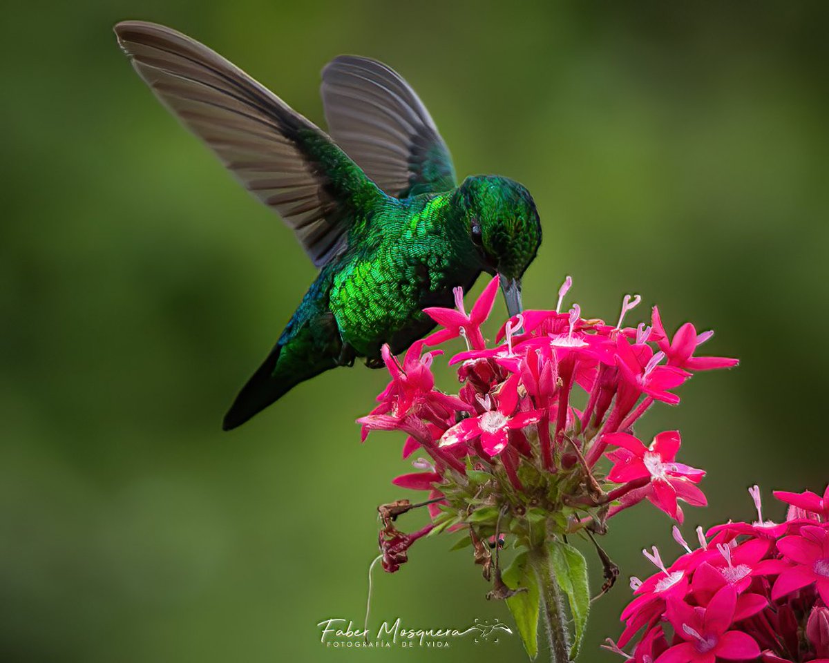 Fabermosquera's tweet photo. Por qué será que se llama Esmeralda Occidental?

Western Emerald
Chlorostilbon melanorhynchuTrochilidae #westernemerald 

#hummingbird #hummingbirds #hummingbird_spot #hummingbirdsofcolombia #colibries #colibri. #colibriesactivos #colibriesdecolombia #colombia #birdingcolombia https://t.co/ElTUKopbDc