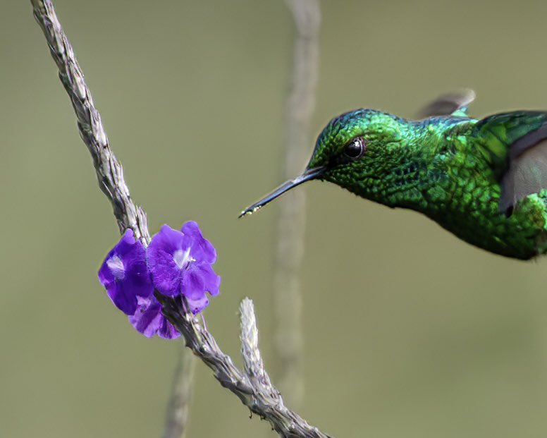 Fabermosquera's tweet photo. Por qué será que se llama Esmeralda Occidental?

Western Emerald
Chlorostilbon melanorhynchuTrochilidae #westernemerald 

#hummingbird #hummingbirds #hummingbird_spot #hummingbirdsofcolombia #colibries #colibri. #colibriesactivos #colibriesdecolombia #colombia #birdingcolombia https://t.co/ElTUKopbDc