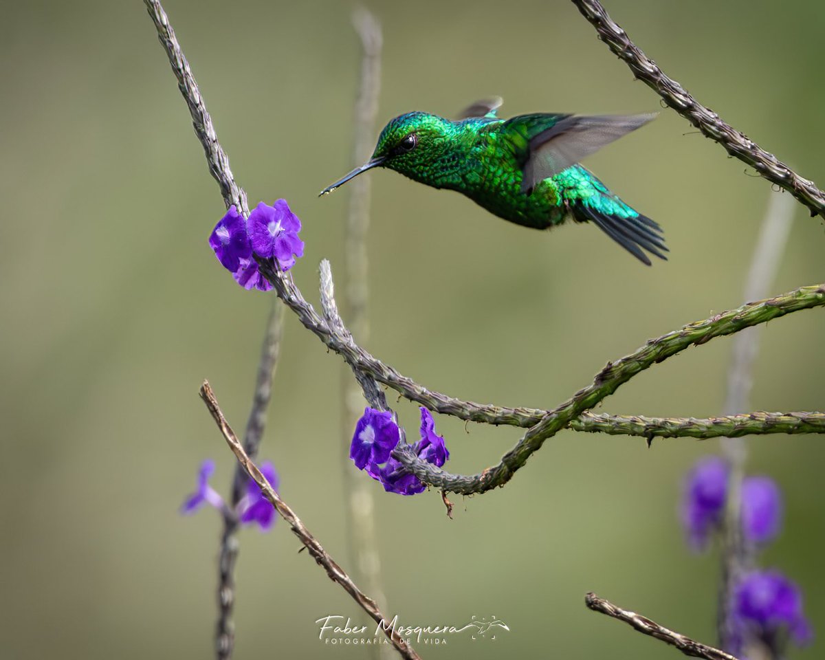 Fabermosquera's tweet photo. Por qué será que se llama Esmeralda Occidental?

Western Emerald
Chlorostilbon melanorhynchuTrochilidae #westernemerald 

#hummingbird #hummingbirds #hummingbird_spot #hummingbirdsofcolombia #colibries #colibri. #colibriesactivos #colibriesdecolombia #colombia #birdingcolombia https://t.co/ElTUKopbDc