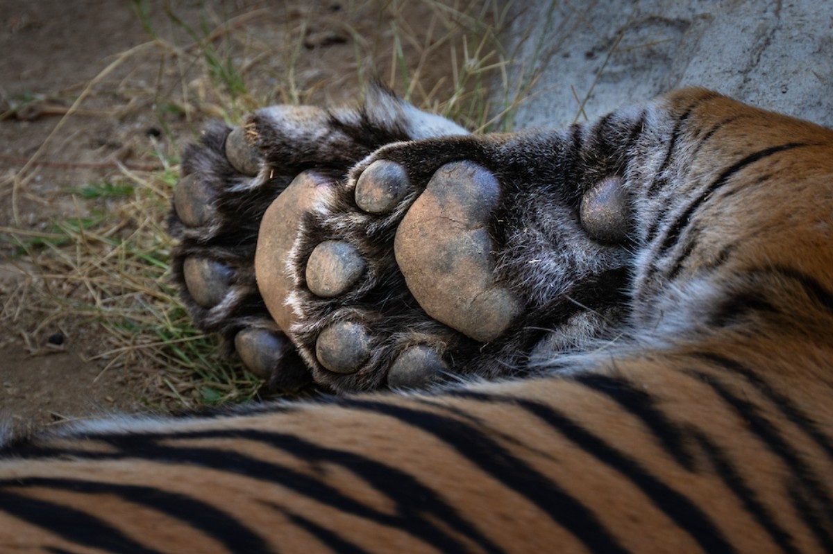 Toe beans alert! 🫘
Don't let those cute beans fool you—one swipe of a tiger's paw can pack up to 10,000 pounds of force. Me-ouch! 🐯

#Caturday #Tiger #BigCat #Kitty