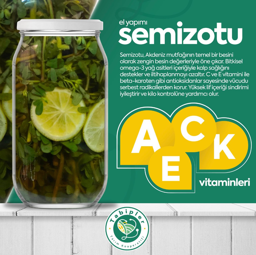 TabiplerTarim's tweet photo. Yabani semizotu, kültür semizotuna göre daha aromatik, daha ekşi ve daha fazla besinsel değere sahip.

Zengin Omega-3 Yağ Asitleri: Semizotu, bitkisel omega-3 yağ asitleri açısından zengin nadir bitkilerden biridir. Bu yağ asitleri, kalp sağlığını destekler ve iltihaplanmayı azaltır. Yapılan bilimsel çalışmalar kronik hastalıklarda CRP seviyesini düşürdüğü ve kronik iltihaplanmayı azalttığını desteklemiştir.

Antioksidan Kaynağı: Semizotu, C vitamini, E vitamini ve beta-karoten gibi antioksidanlar içerir. Bu antioksidanlar, vücudu serbest radikallerin zararlarından korur ve genel sağlık üzerinde olumlu etkiler sağlar. Bilimsel çalışmalar nörobilişsel sağlık üzerine yüksek etkileri olduğu gösterilmiştir.

Yüksek Lif İçeriği: Lif açısından zengin olan semizotu, sindirimi destekler ve bağırsak sağlığını iyileştirir. Ayrıca, tokluk hissi vererek kilo kontrolüne yardımcı olabilir. Glisemik endeksi düzenleyici etkisi olduğu bilimsel çalışmalarca desteklenmektedir.

Vitamin ve Mineral Deposu:Semizotu, A, C, K vitaminleri ve demir, magnezyum, potasyum gibi mineraller açısından zengindir. Bu besin maddeleri, bağışıklık sistemini güçlendirir, kemik sağlığını destekler ve genel vücut fonksiyonları için gereklidir.

Tarlalarımızda endemik olarak yetişen semiz otlarından