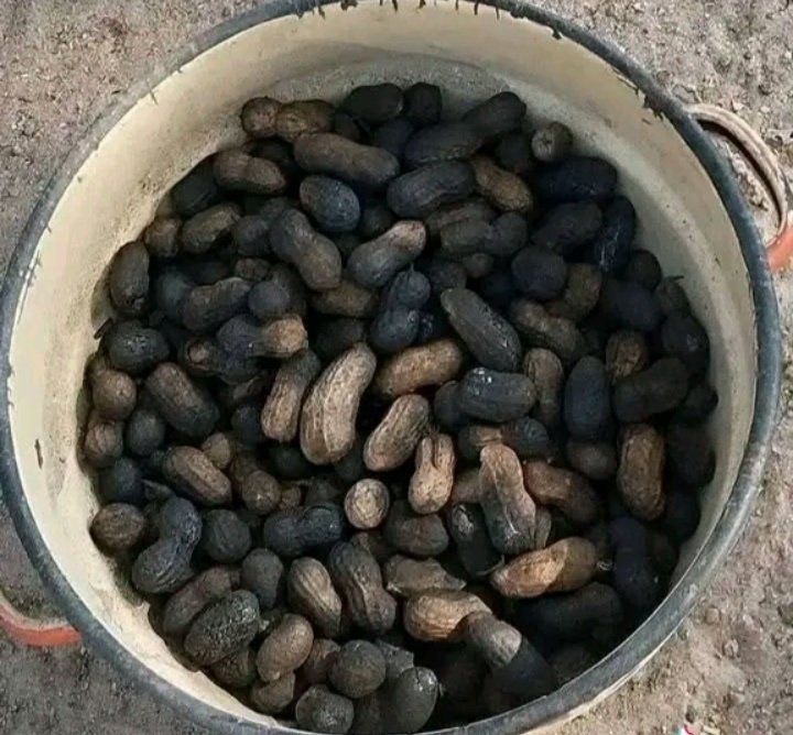 TimoGodsgiven's tweet image. In the past, roasted groundnuts held a special place in the daily life and traditions of the Lango people. These nuts, were not just a common snack but also a symbol of hospitality, unity, and hard work
.The act of sharing groundnuts symbolized friendship and trust
#LangoUnveiled