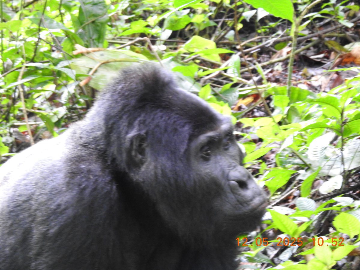 NickCarter39's tweet photo. There's nothing quite like being stared at by a Shoebill or a young Chimp or ignored by a Siverback Gorilla. From our recent trip to Uganda with Arctic Tern Expeditions &amp; Great Lakes Safaris, Uganda https://t.co/jLLZ6WPpNe